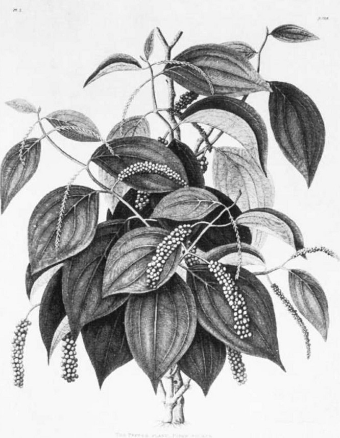 欧洲香料的历史,欧洲特色香料是什么