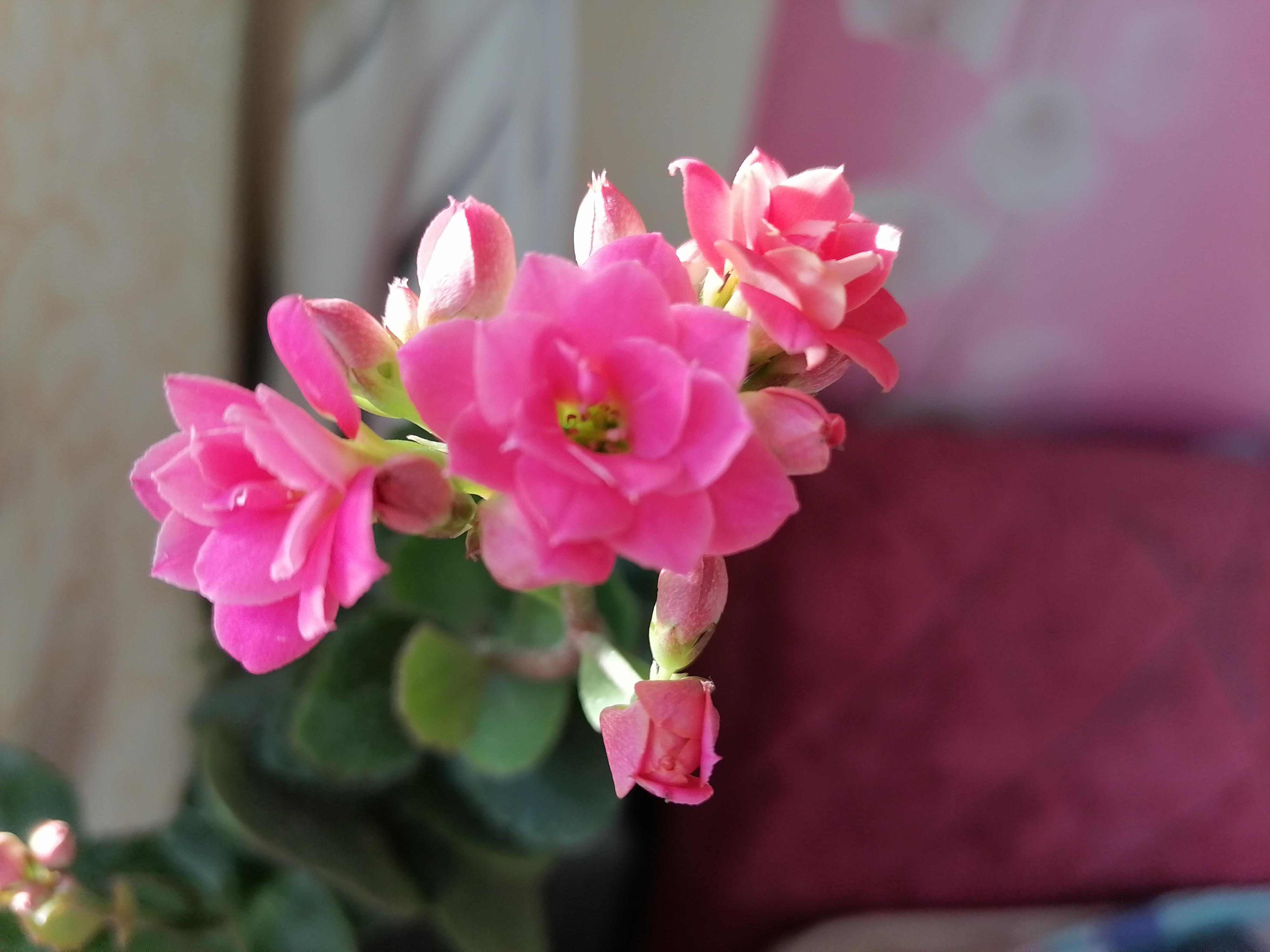 不鸣则已一鸣惊人原文,做到不鸣则鸣一鸣惊人