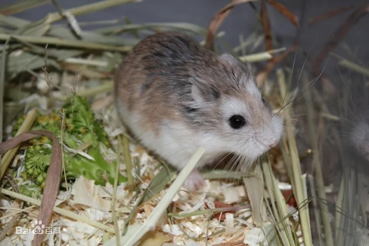 仓鼠新手养什么品种,最适合新手养的仓鼠排行