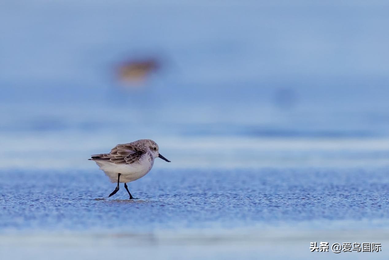 勺嘴鹬自带饭勺的小萌物,自带饭勺的勺嘴鹬