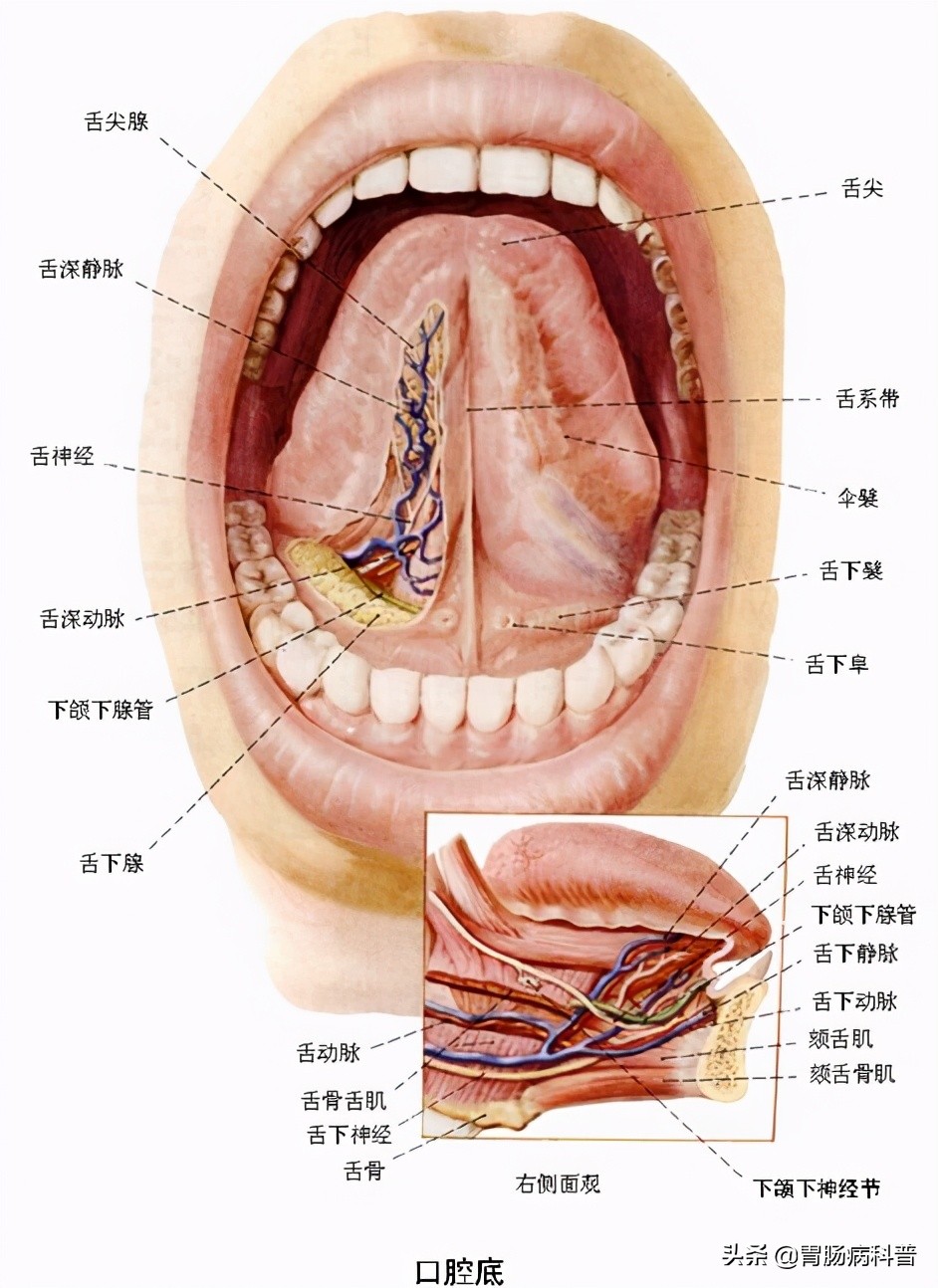 护考消化系统解剖图谱详解,消化系统解剖生理教学