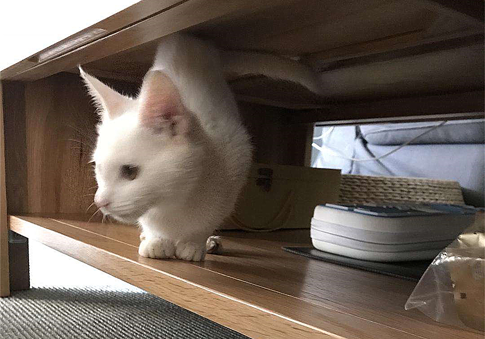 猫咪真怀孕或假怀孕,辟谣猫咪真的会记仇吗