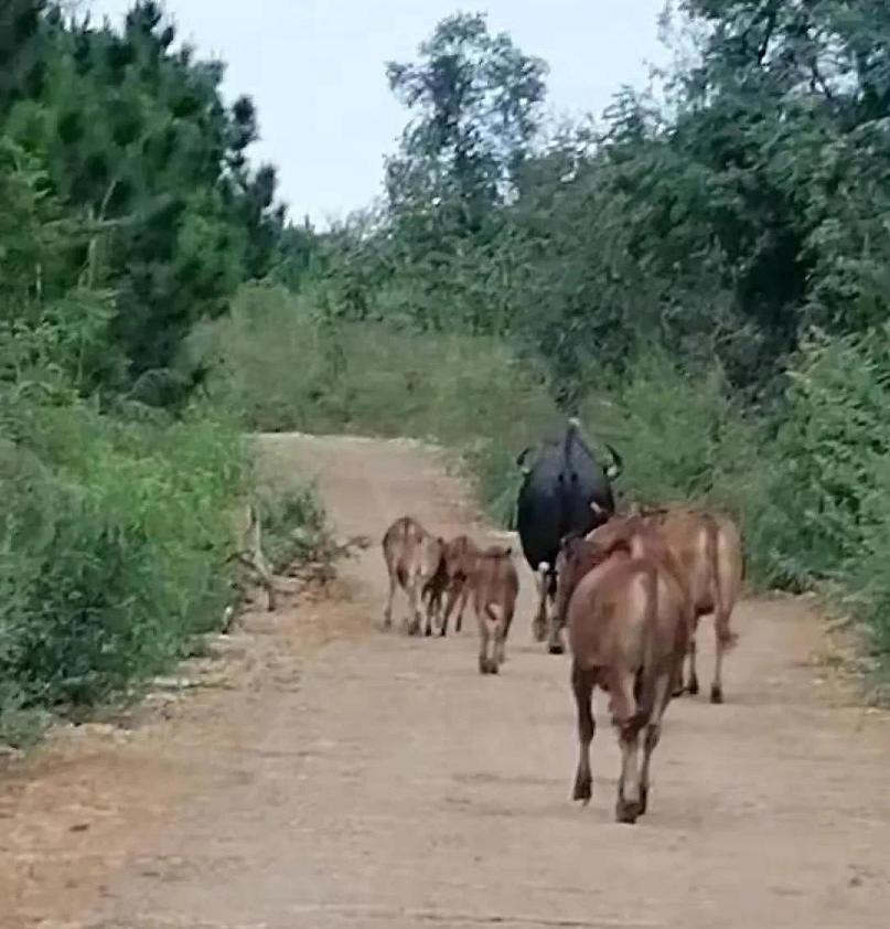 牛魔王野生,云南比大熊猫更稀有的动物