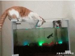 哈哈哈哈如何高情商回复,哈哈怎么幽默回答