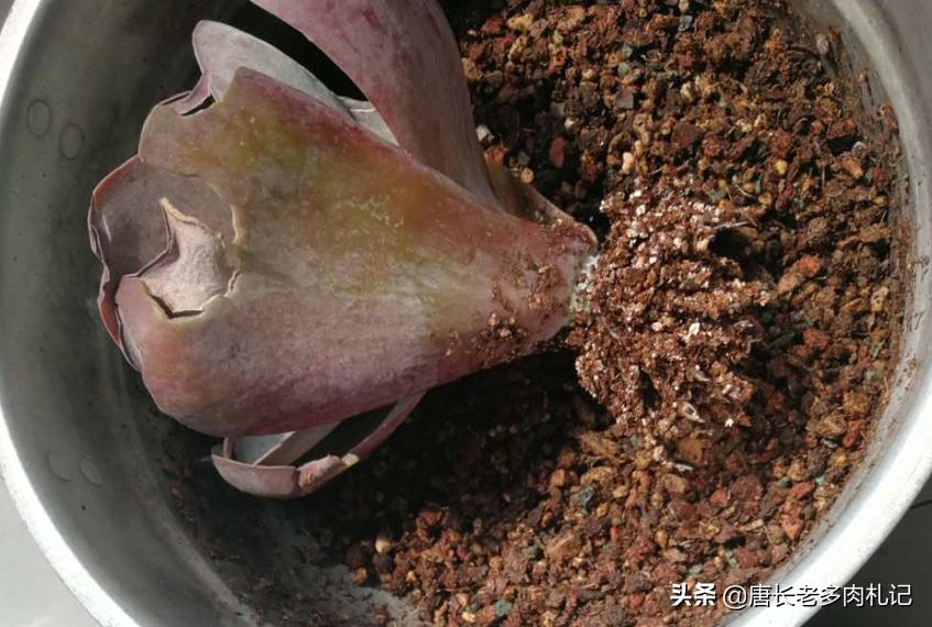 多肉配土用多粗的河沙,蛭石扦插多肉用多大的蛭石