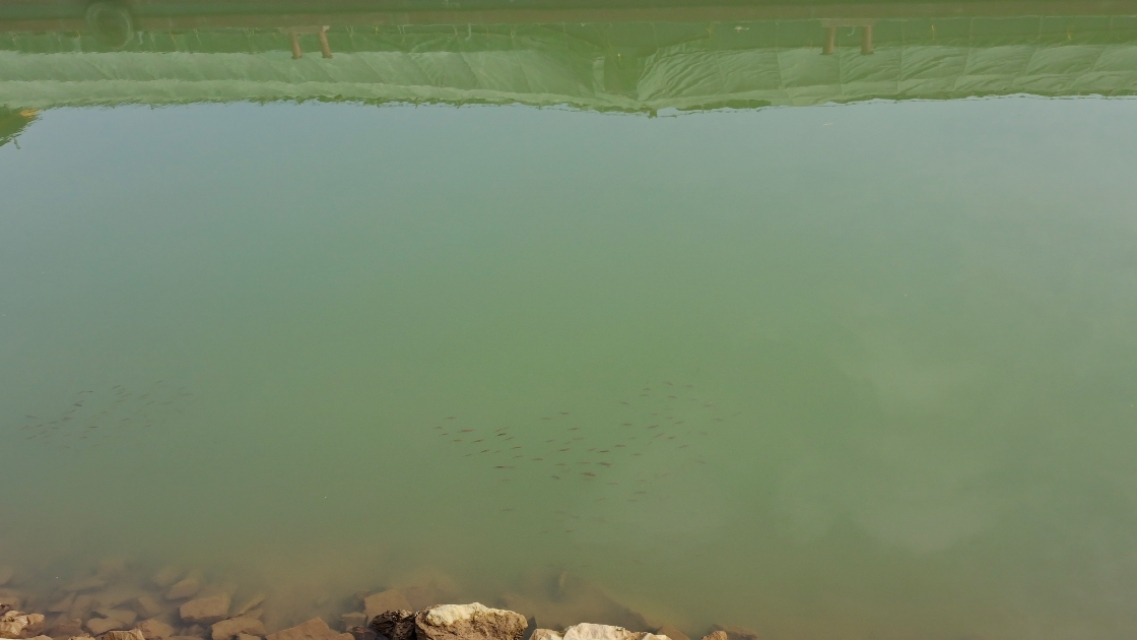 怎么钓鲶鱼有蚯蚓,如何垂钓黑坑鲶鱼