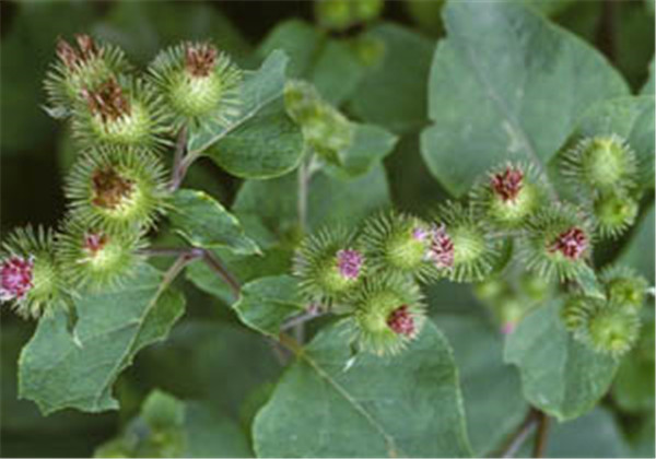 牛蒡种植技术及方法,牛蒡的栽培技术与管理