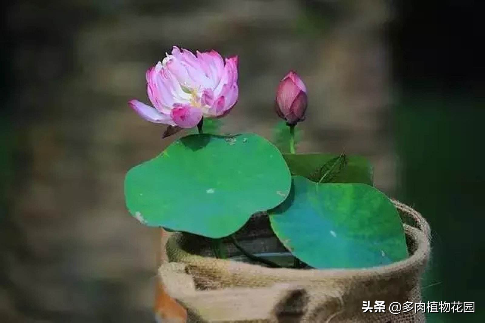 碗莲种下去多久开花,种碗莲种子当年能开花吗