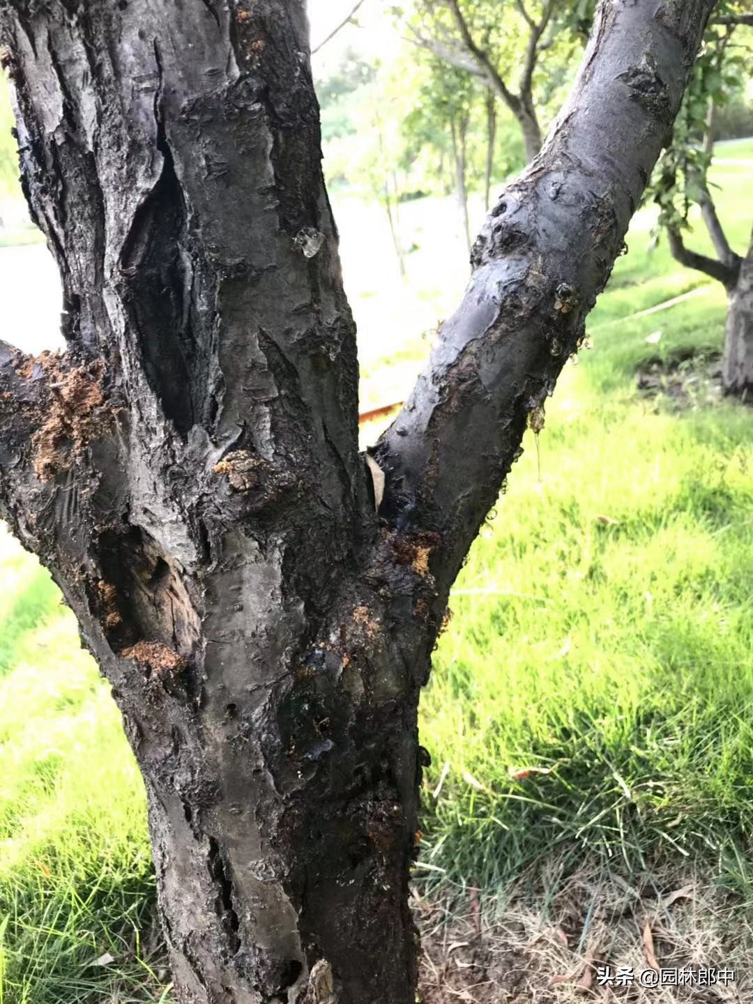 树底下掉一堆木屑是什么虫害,树木蛀干害虫有哪些