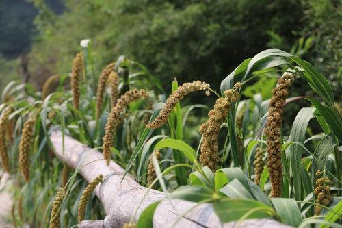 怎么样辨别黑小米是否染色,怎么辨别黑小米的真假