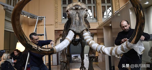 已灭绝四万年的猛犸象，人类祖先曾和猛犸象生死决斗