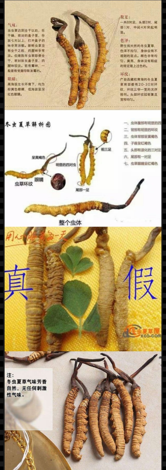 冬虫夏草滋补珍品,雪域之宝冬虫夏草
