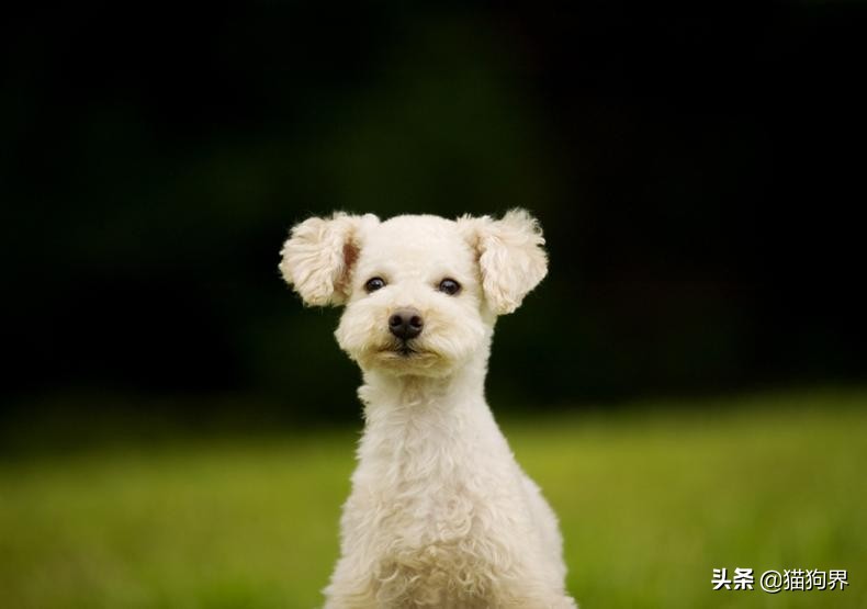 狗狗皮肤病到底会不会传染给人？不一定！#狗狗大明星#