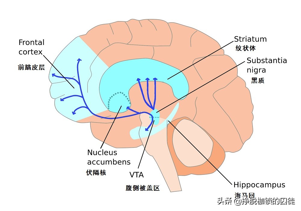 可以解酒的药纳洛酮,纳洛酮解酒的正确使用方法