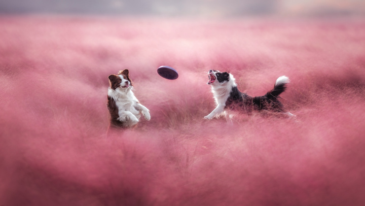 在米拍聚众吸猫吸狗是一种怎样的体验？