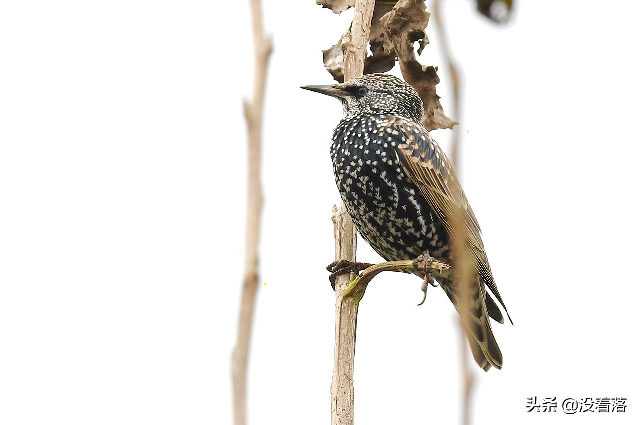 「10.13」北京沙河观鸟日记：收获长尾山椒鸟与中华攀雀