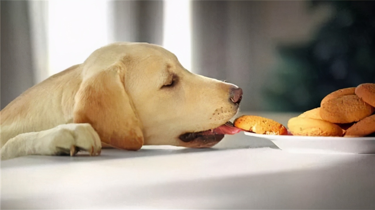 拉布拉多身体发抖是怎么办,拉布拉多总是发抖怎么回事