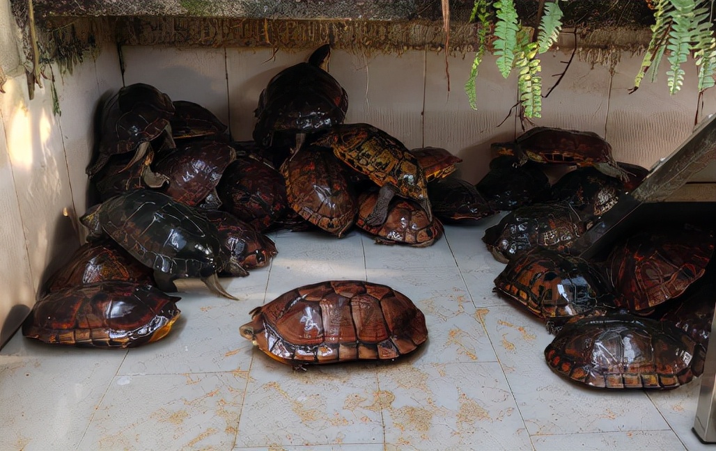 石金钱龟养了八年能卖多少钱,石金钱龟现状如何