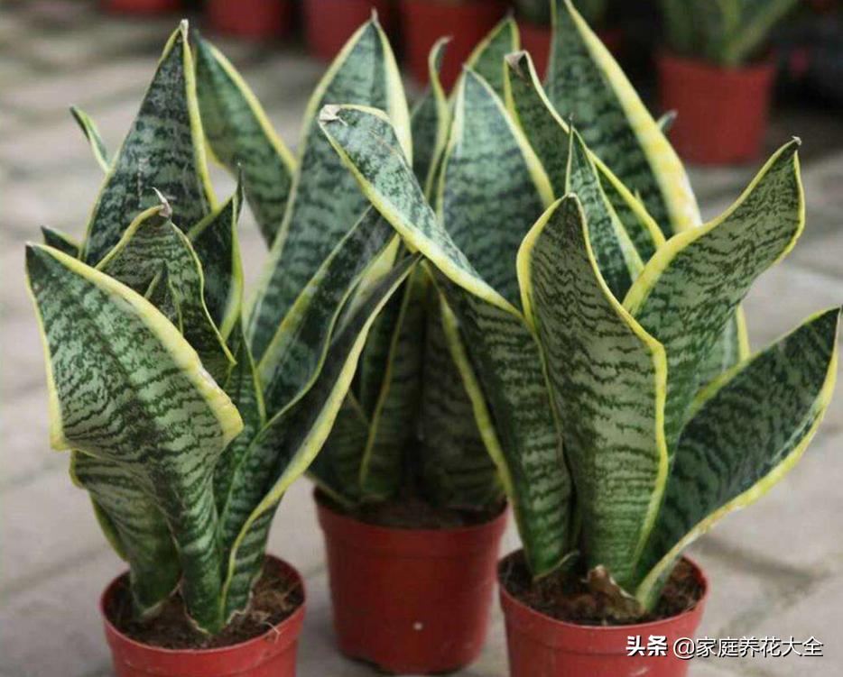 虎皮兰叶片有干瘪的地方怎么回事,虎皮兰的叶子干瘪怎么补救