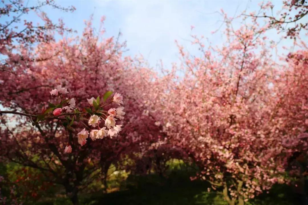美若仙境免费,美若仙境公园怎样去