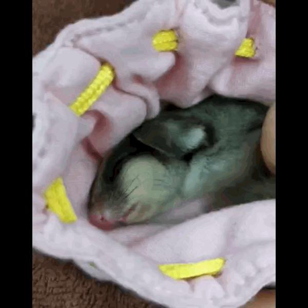 如何和刚到家的蜜袋鼯亲近