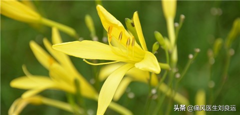 秋水仙碱可以缓解痛风吗,秋水仙碱对痛风有消肿止痛吗