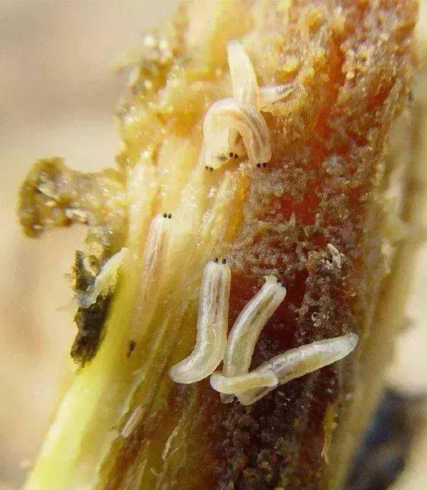 蔬菜苗期地下害虫防治,蔬菜害虫最佳防治方法