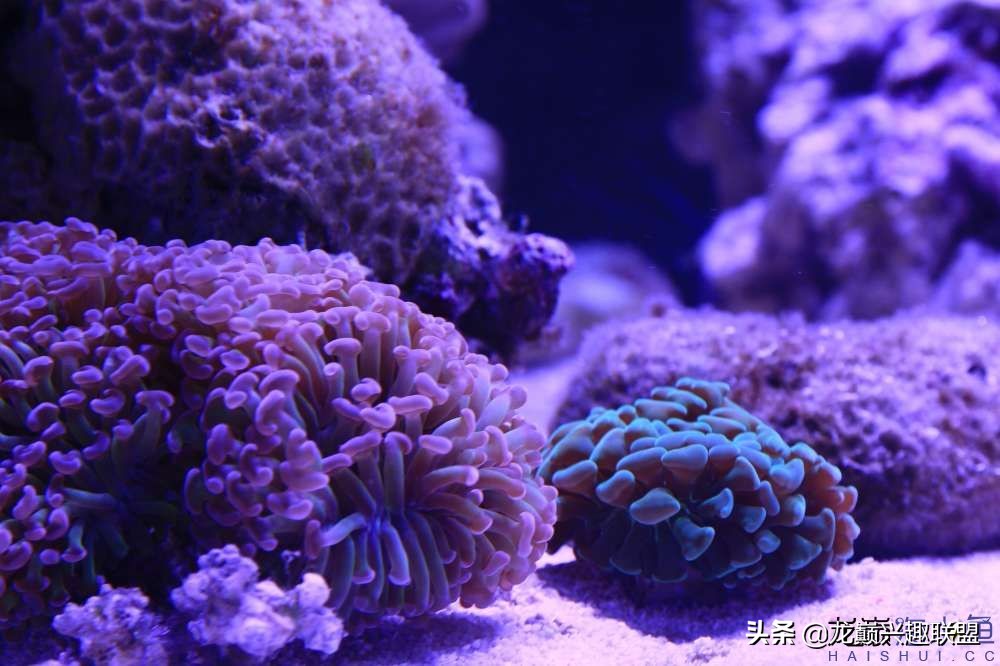 从零开始玩海缸的方法,从零开始玩海缸全过程