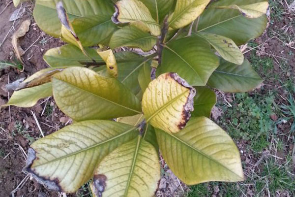 广玉兰树树叶发黄枯萎补救办法,广玉兰叶子发黄