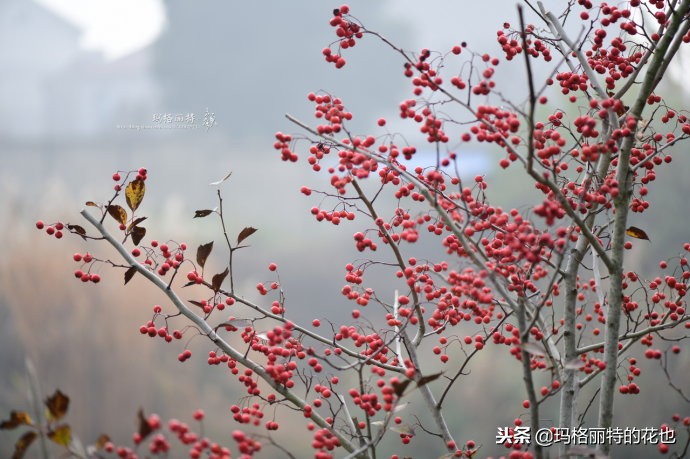 整个冬天都挂着的小红果，迷你山楂“冬果王”｜植物笔记