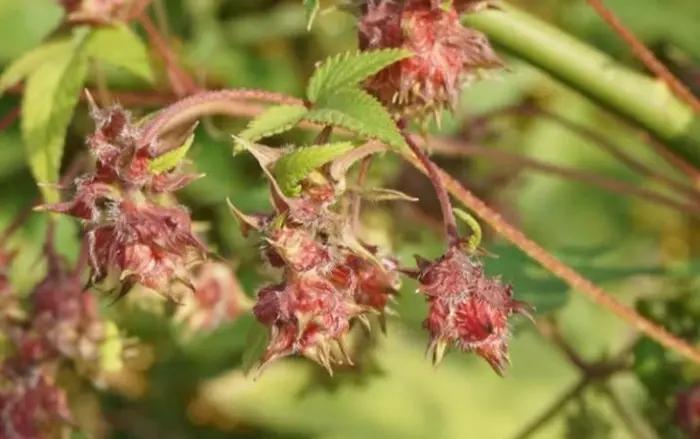 院子里有杂草适合养什么,庭院清除杂草的最佳方法