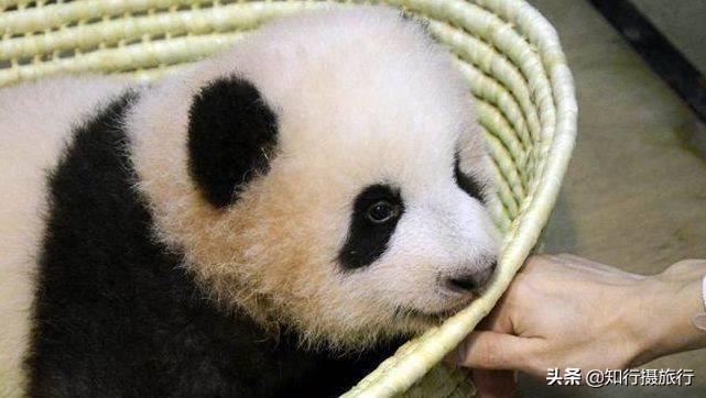 日本“神兽”不只有奈良鹿，日本网红动物主题旅行攻略