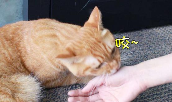 刚养猫怎么防止猫咪抓人,刚到家的小猫喜欢咬人
