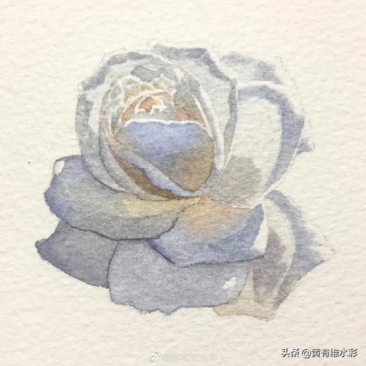 这朵白玫瑰99.99％是水，花瓣看起来很通透