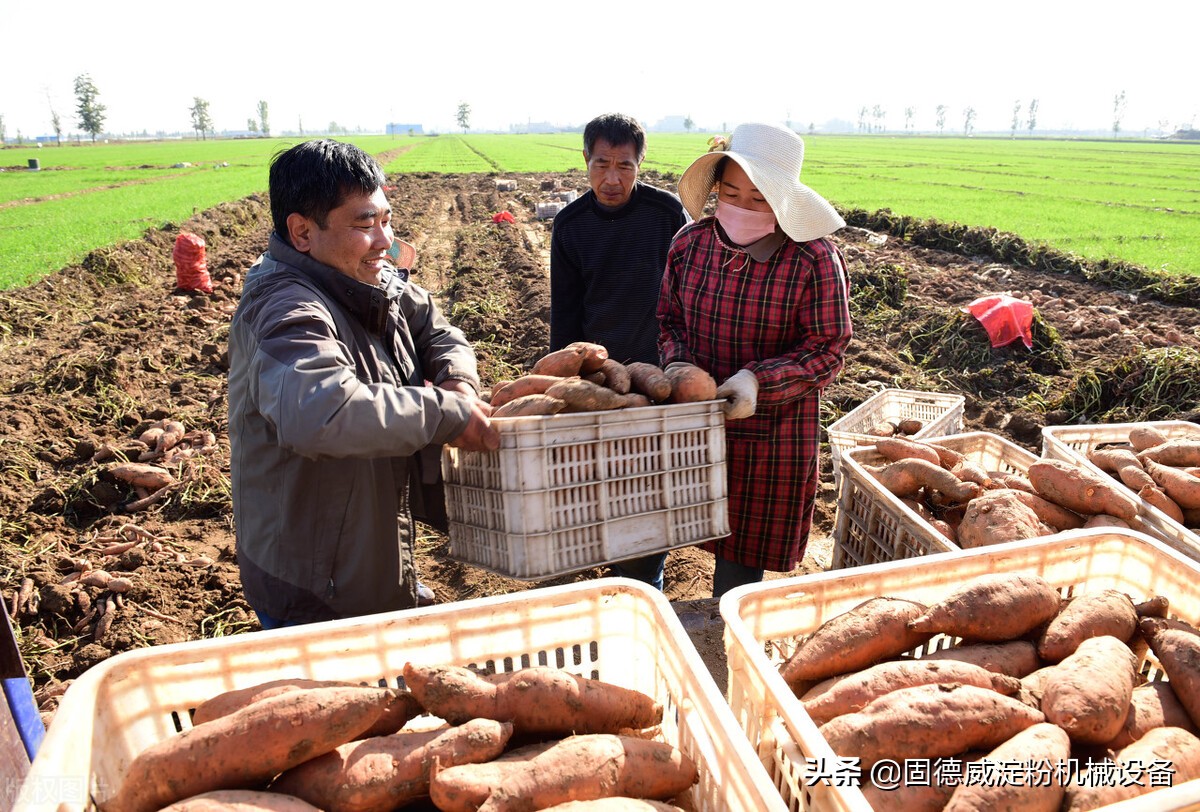 红薯淀粉加工什么设备好,红薯淀粉机加工需要什么手续