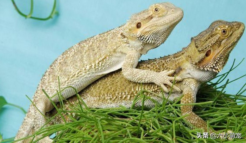 怎么样养好鬃狮蜥苗子,鬃狮蜥是一只养好还是一对养好