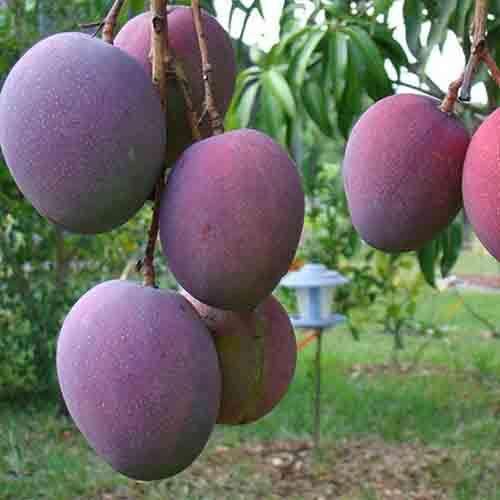 吃了这么多年水果你真的吃对了吗,如何选择适合自己口感的芒果品种