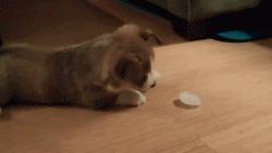 如何挑选颜值高的三色柯基,怎样挑选一个健康的柯基幼犬