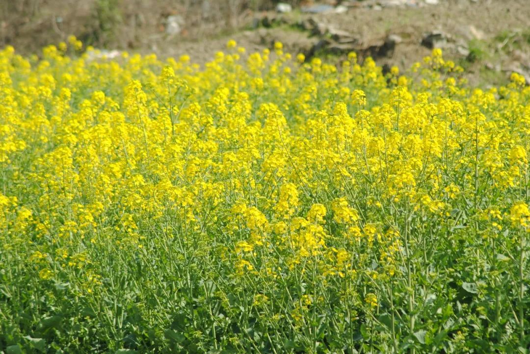 宁波踏青必去十大景点,宁波踏青景点介绍视频