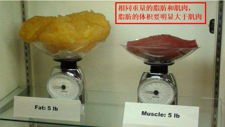 靠吃和运动可以增肌,如何吃增肌粉才能长肉