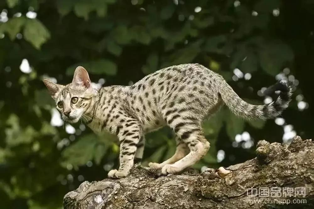 世上最贵的东西是肉眼看不到的,当今世界上最贵的数字