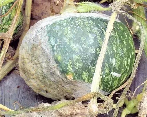 瓜类病害治疗药,瓜类主要病害有哪五条