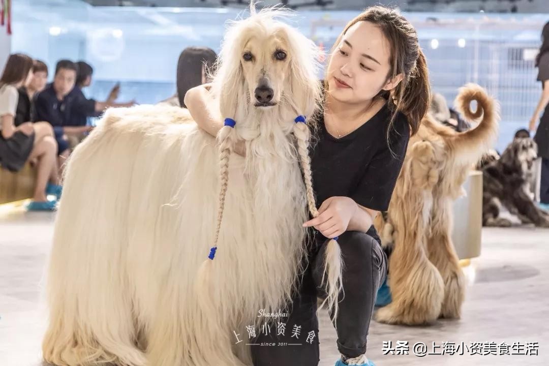 魔都哈士奇体验馆宠物咖啡,魔都哈士奇咖啡馆