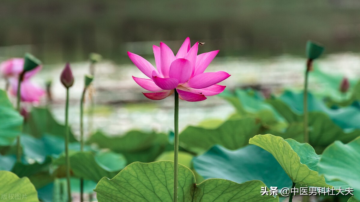 畏寒怕冷,脉象沉紧,体内寒邪过重,中医如何调理?