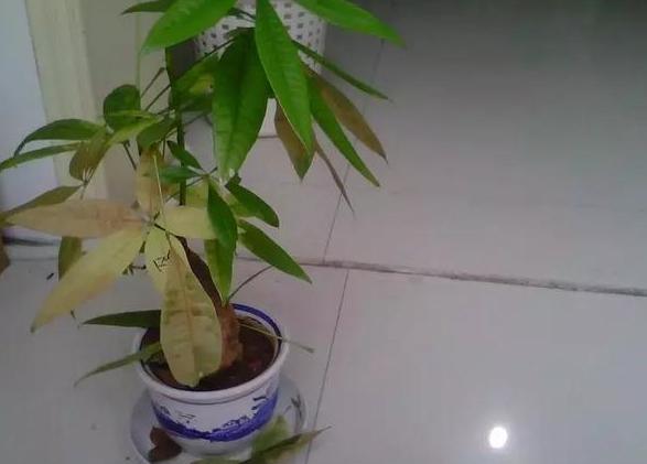 花草叶子干枯蔫了怎么回事,花缺水叶子都蔫了多久能恢复