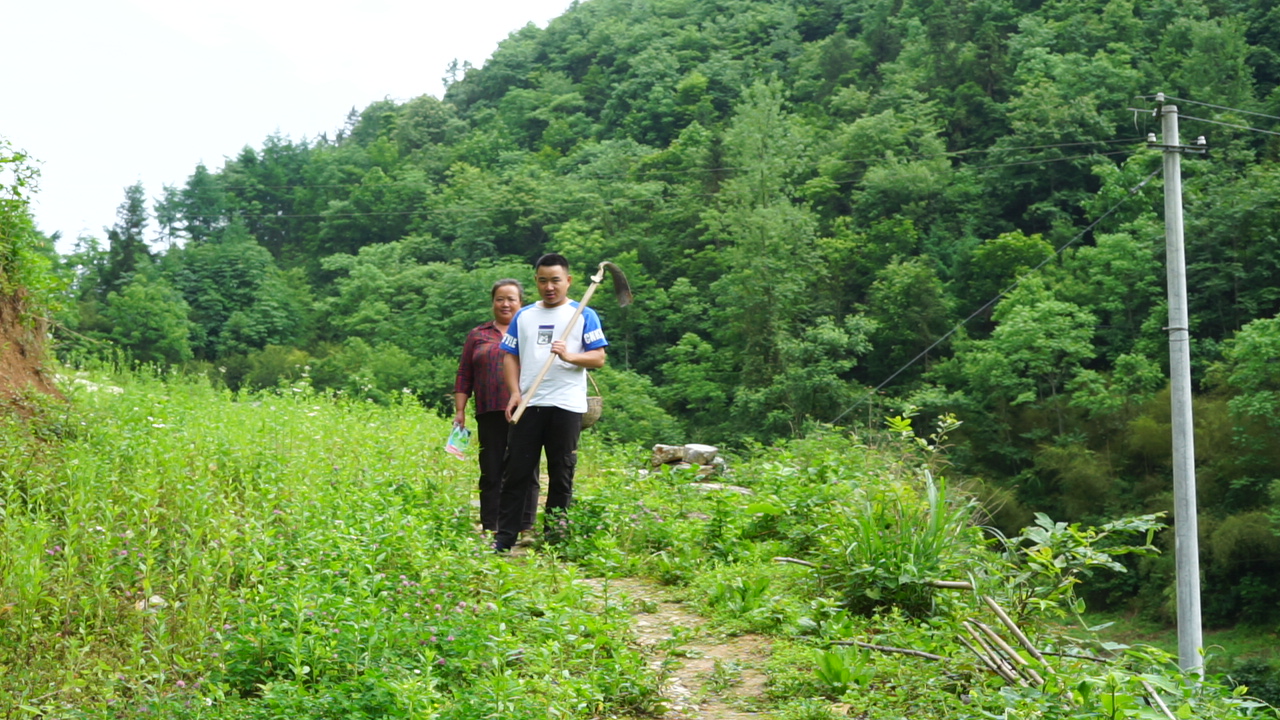 恩施炕洋芋的视频,恩施炕土豆特产视频