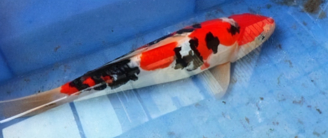 锦鲤的十三个大类名字叫什么,锦鲤十三鳞