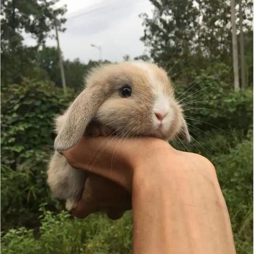 小孩子最适合养的小宠物大合集,哪种小宠物最好养又可爱听话