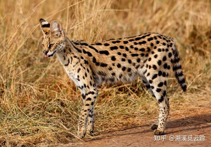 有哪些容易被认错的动物,容易被欺负的动物有哪些