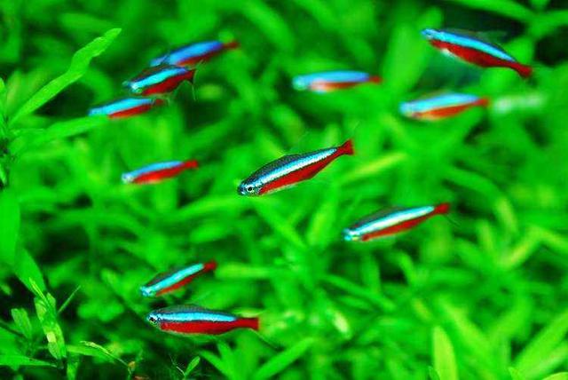 鱼缸种植水草用沙子还是水草泥好,鱼缸中种植水草需要多少温度